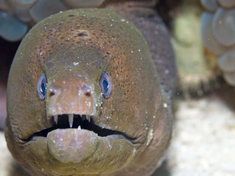 Moray eel, Ko Ha